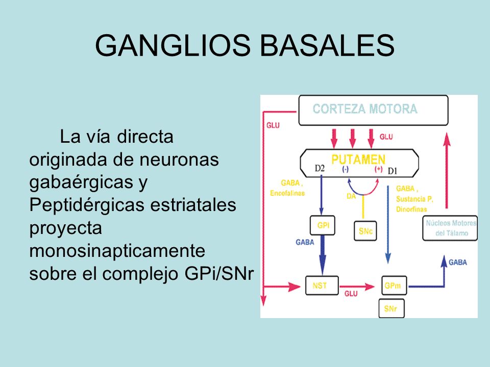 GANGLIOS BASALES La vía directa originada de neuronas gabaérgicas y Peptidérgicas estriatales proyecta monosinapticamente sobre el complejo GPi/SNr.