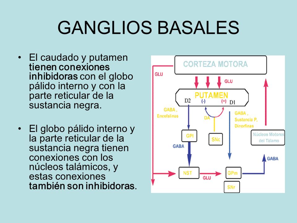 GANGLIOS BASALES El caudado y putamen tienen conexiones inhibidoras con el globo pálido interno y con la parte reticular de la sustancia negra.
