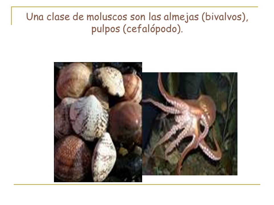 Una clase de moluscos son las almejas (bivalvos), pulpos (cefalópodo).