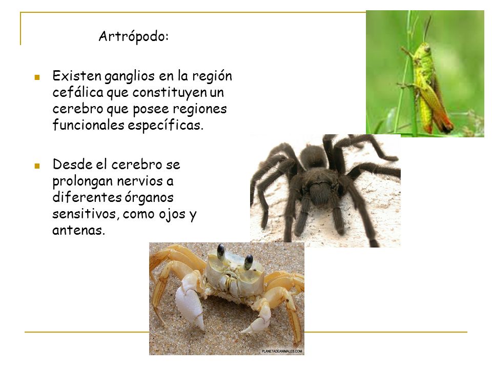 Artrópodo: Existen ganglios en la región cefálica que constituyen un cerebro que posee regiones funcionales específicas.