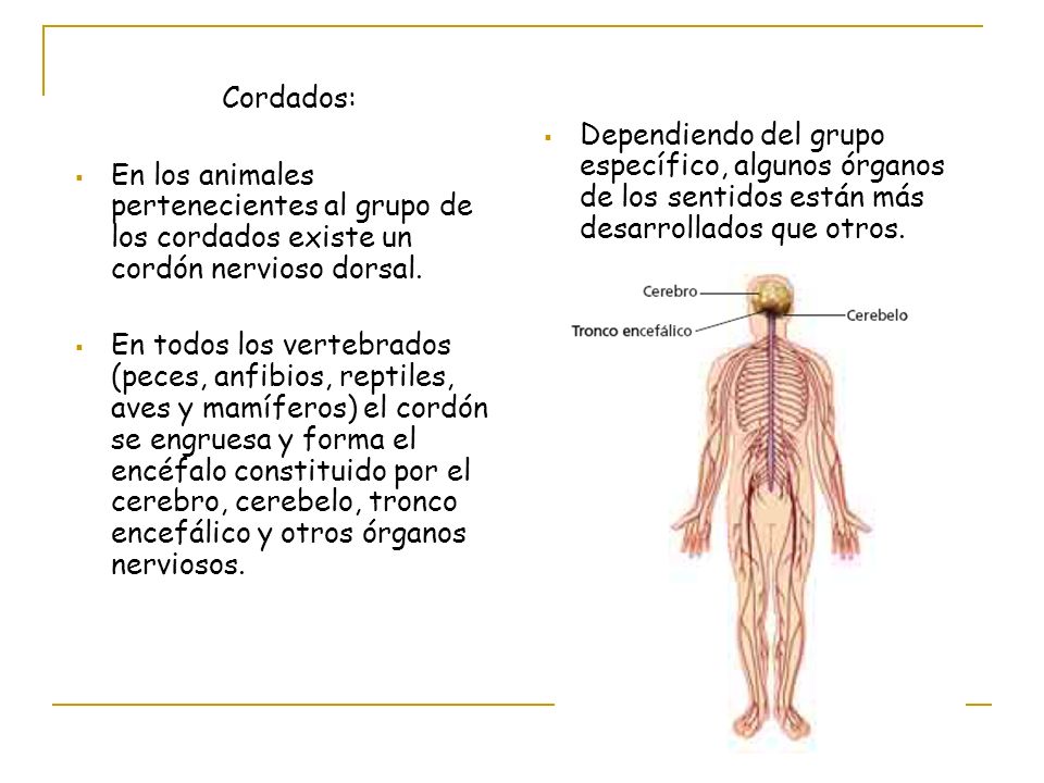 Dependiendo del grupo específico, algunos órganos de los sentidos están más desarrollados que otros.