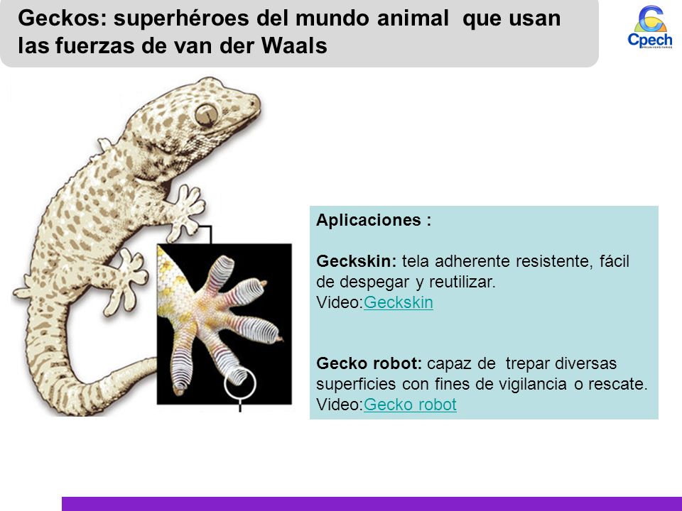Geckos: superhéroes del mundo animal que usan las fuerzas de van der Waals