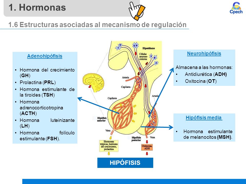 1. Hormonas 1.6 Estructuras asociadas al mecanismo de regulación