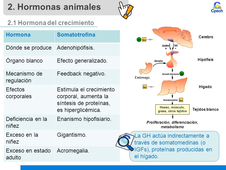 2. Hormonas animales 2.1 Hormona del crecimiento Hormona Somatotrofina