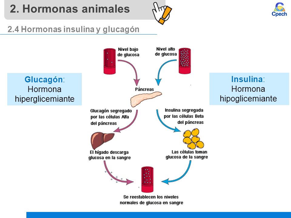 2. Hormonas animales 2.4 Hormonas insulina y glucagón Glucagón: