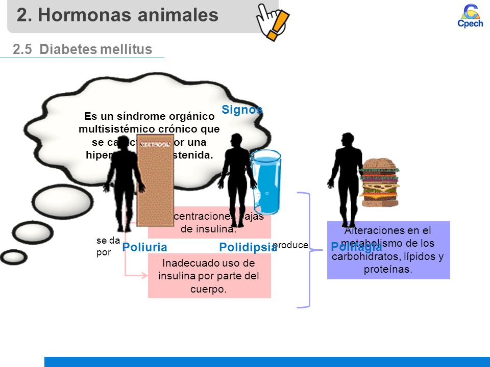 2. Hormonas animales 2.5 Diabetes mellitus Signos Poliuria Polidipsia