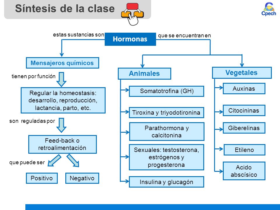Síntesis de la clase Hormonas Animales Vegetales Mensajeros químicos
