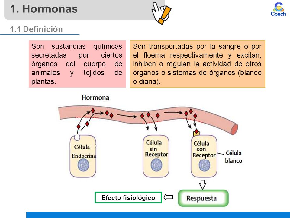 1. Hormonas 1.1 Definición. Son sustancias químicas secretadas por ciertos órganos del cuerpo de animales y tejidos de plantas.