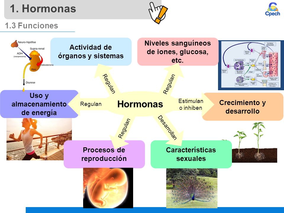 1. Hormonas Hormonas 1.3 Funciones Actividad de órganos y sistemas