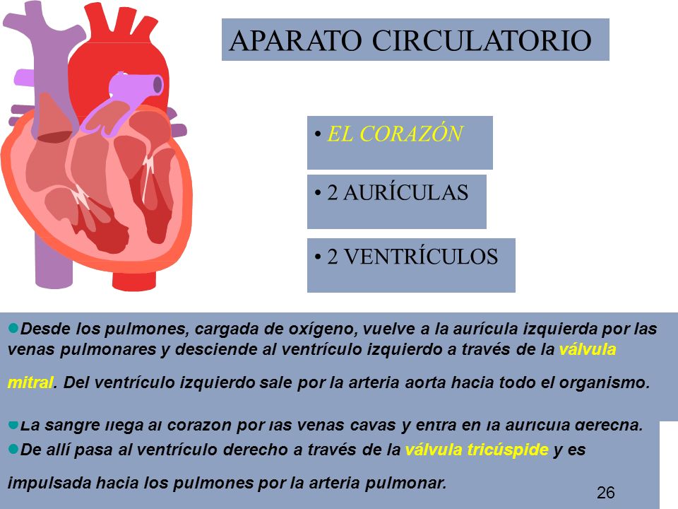 APARATO CIRCULATORIO EL CORAZÓN 2 AURÍCULAS 2 VENTRÍCULOS