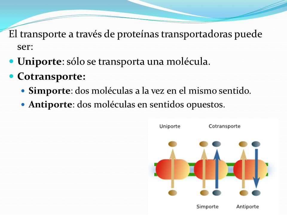 El transporte a través de proteínas transportadoras puede ser: