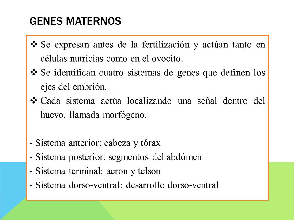 GENES MATERNOS Se expresan antes de la fertilización y actúan tanto en células nutricias como en el ovocito.