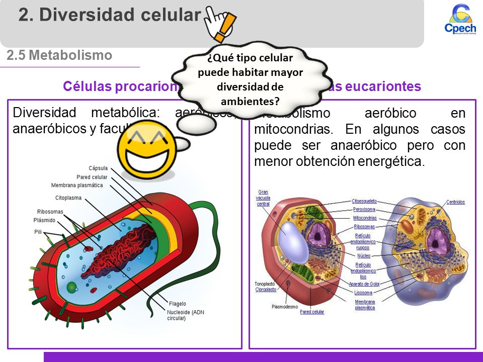 ¿Qué tipo celular puede habitar mayor diversidad de ambientes