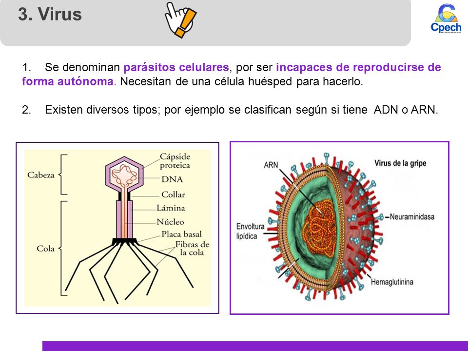 3. Virus 1. Se denominan parásitos celulares, por ser incapaces de reproducirse de forma autónoma. Necesitan de una célula huésped para hacerlo.