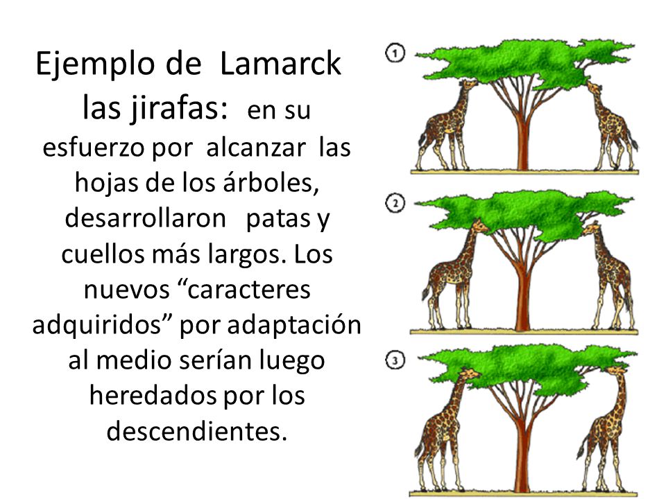 Ejemplo de Lamarck las jirafas: en su esfuerzo por alcanzar las hojas de los árboles, desarrollaron patas y cuellos más largos.