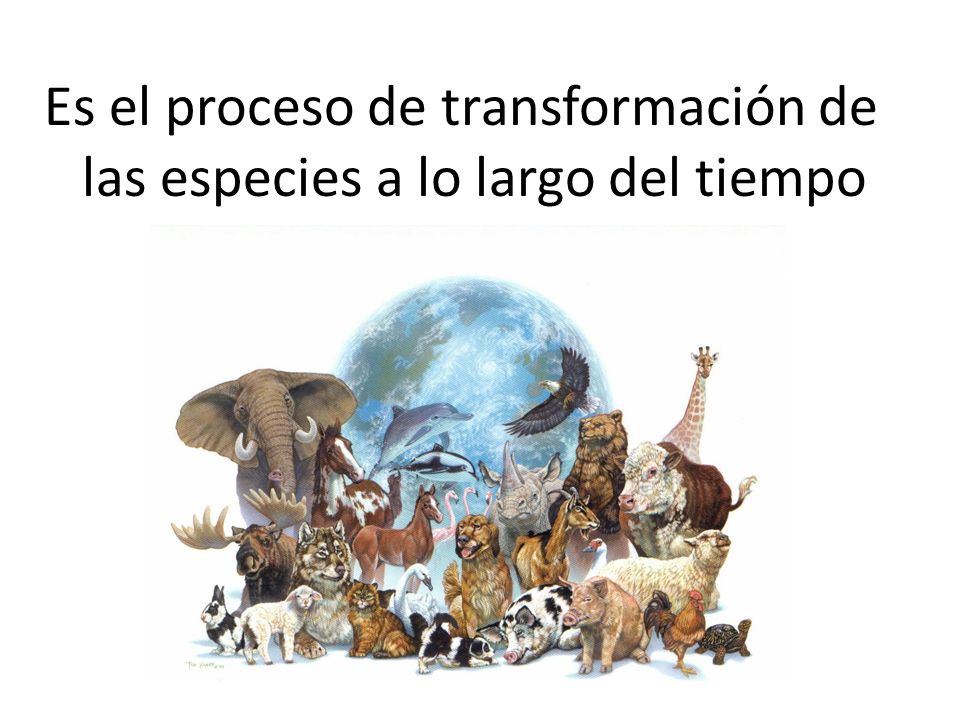 Es el proceso de transformación de las especies a lo largo del tiempo