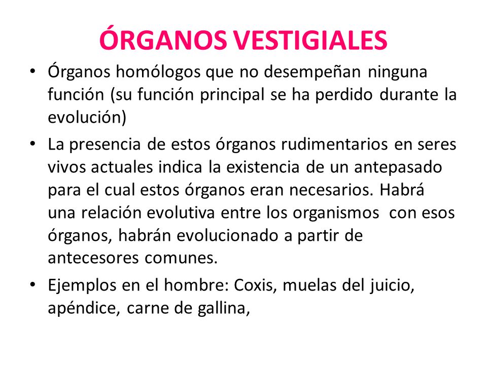 ÓRGANOS VESTIGIALES Órganos homólogos que no desempeñan ninguna función (su función principal se ha perdido durante la evolución)