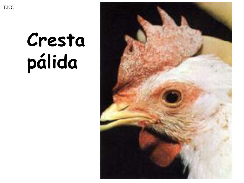 ENC Cresta pálida