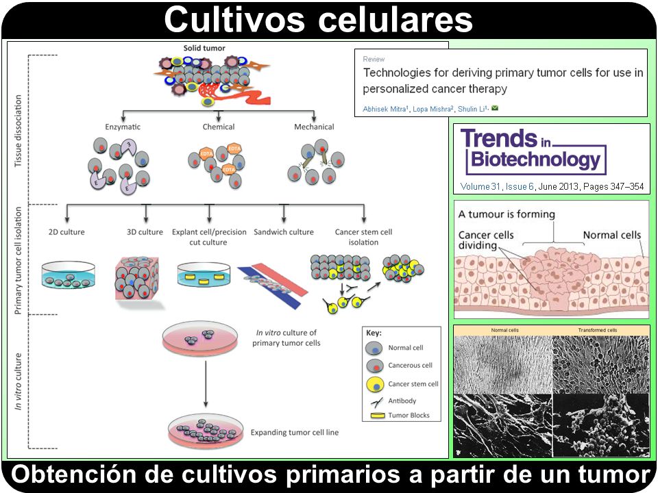 Obtención de cultivos primarios a partir de un tumor