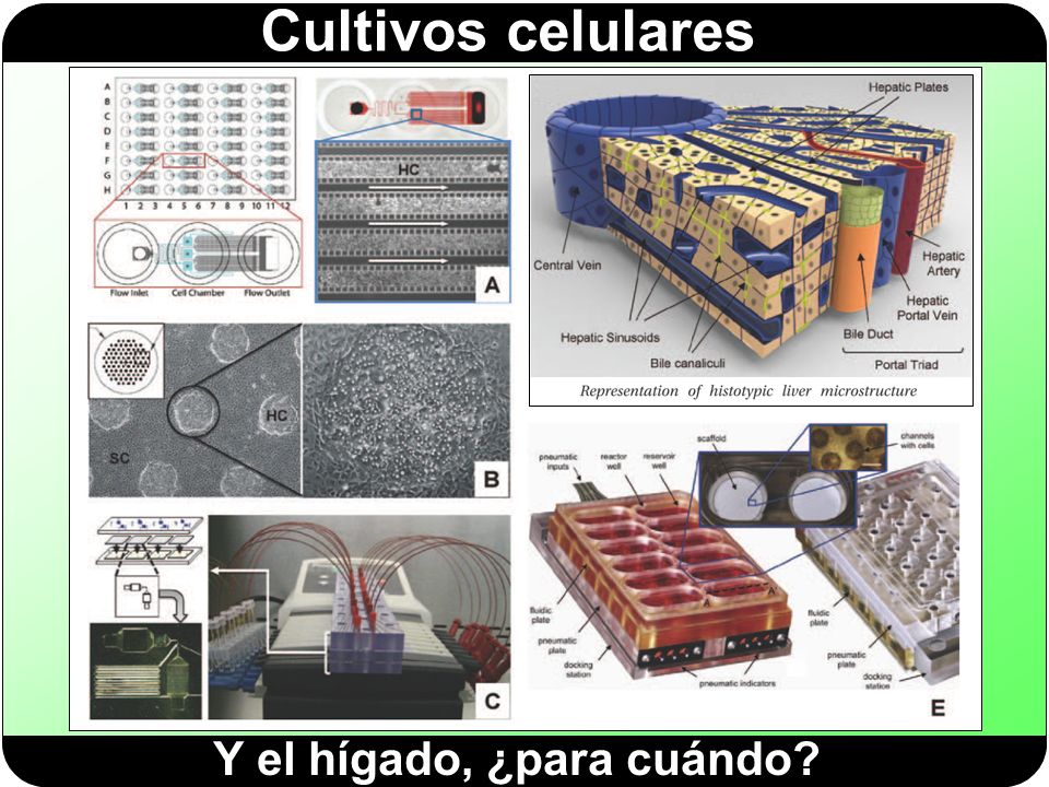 Y el hígado, ¿para cuándo