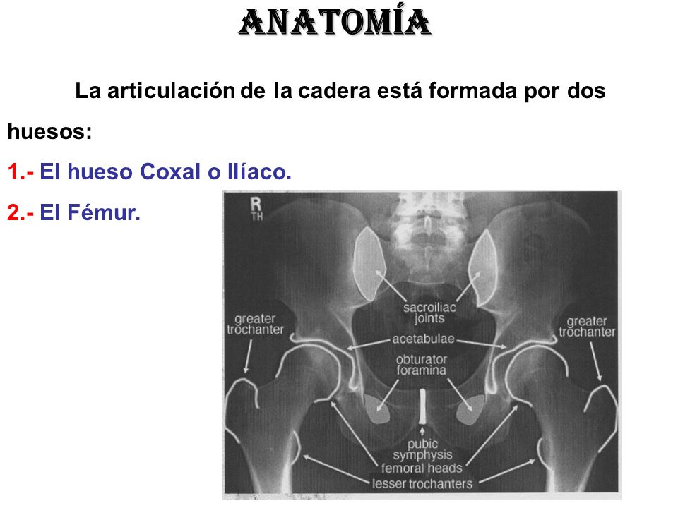 ANATOMÍA La articulación de la cadera está formada por dos huesos: