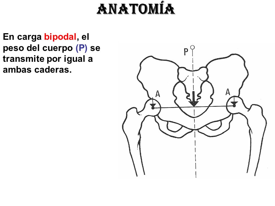 ANATOMÍA En carga bipodal, el peso del cuerpo (P) se transmite por igual a ambas caderas.