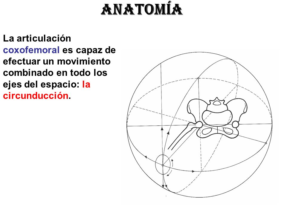 ANATOMÍA La articulación coxofemoral es capaz de efectuar un movimiento combinado en todo los ejes del espacio: la circunducción.