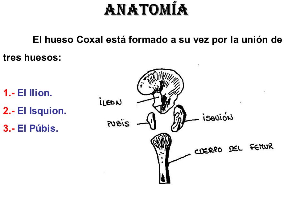 ANATOMÍA El hueso Coxal está formado a su vez por la unión de