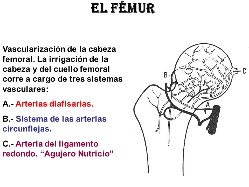 El fémur Vascularización de la cabeza femoral. La irrigación de la cabeza y del cuello femoral corre a cargo de tres sistemas vasculares: