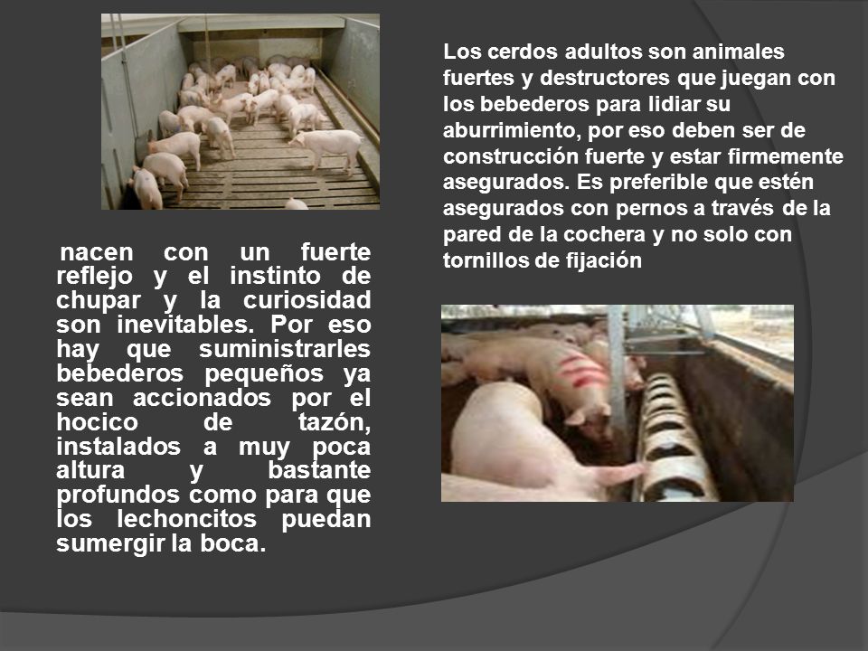 Los cerdos adultos son animales fuertes y destructores que juegan con los bebederos para lidiar su aburrimiento, por eso deben ser de construcción fuerte y estar firmemente asegurados. Es preferible que estén asegurados con pernos a través de la pared de la cochera y no solo con tornillos de fijación