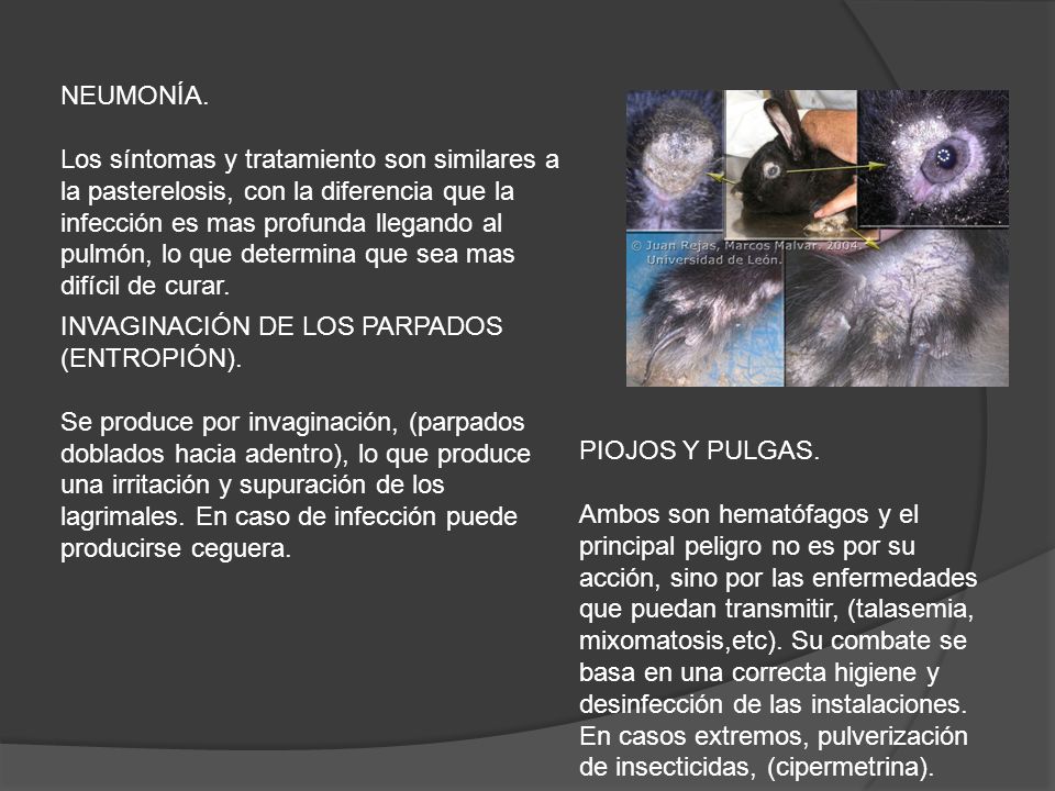 NEUMONÍA. Los síntomas y tratamiento son similares a la pasterelosis, con la diferencia que la infección es mas profunda llegando al pulmón, lo que determina que sea mas difícil de curar.