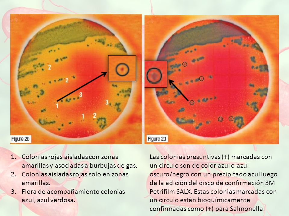 Colonias rojas aisladas con zonas amarillas y asociadas a burbujas de gas.
