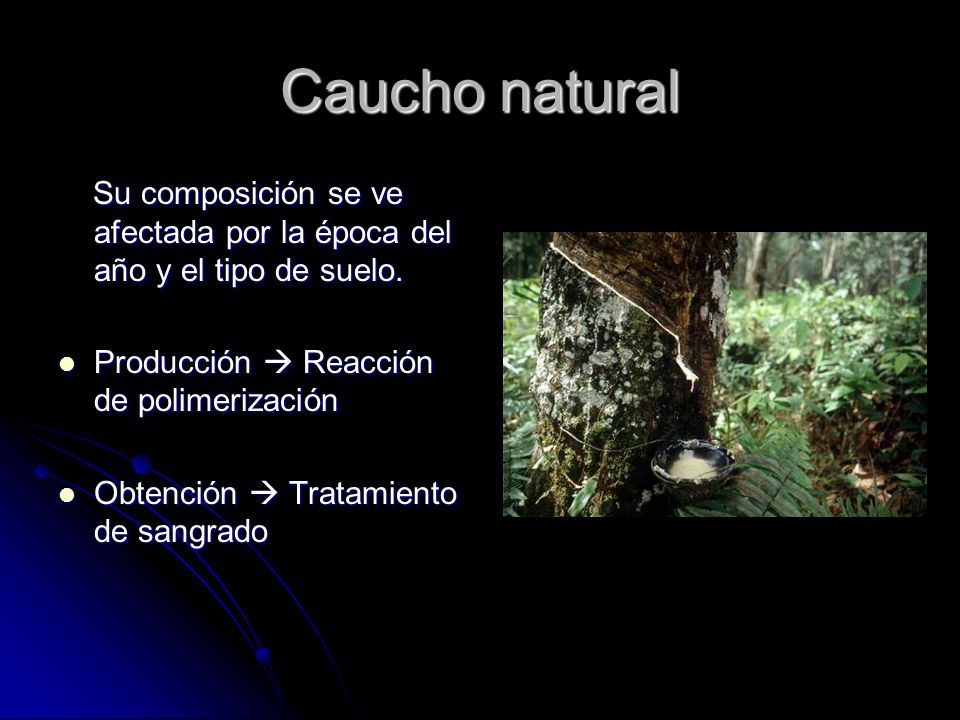 Caucho natural Su composición se ve afectada por la época del año y el tipo de suelo. Producción  Reacción de polimerización.