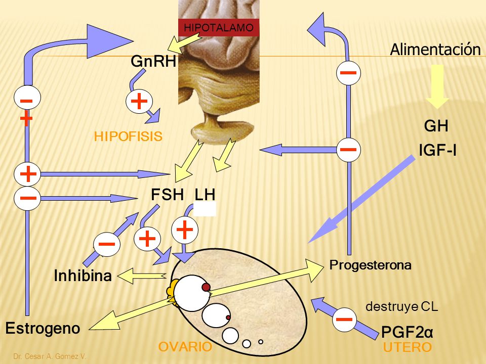 Alimentación GnRH GH IGF-I FSH LH Inhibina Estrogeno PGF2α HIPOFISIS