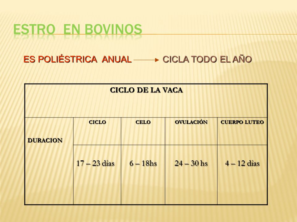 Estro en BOVINOS ES POLIÉSTRICA ANUAL CICLA TODO EL AÑO 17 – 23 días