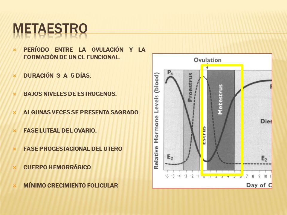 METAESTRO PERÍODO ENTRE LA OVULACIÓN Y LA FORMACIÓN DE UN CL FUNCIONAL. DURACIÓN 3 A 5 DÍAS. BAJOS NIVELES DE ESTROGENOS.