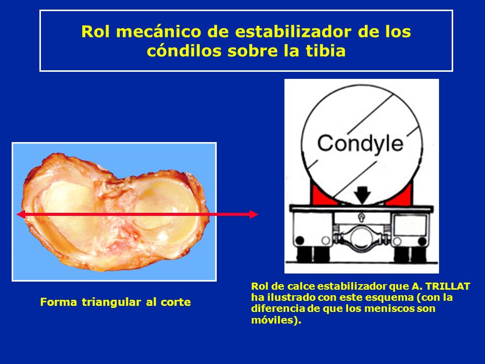 Rol mecánico de estabilizador de los cóndilos sobre la tibia