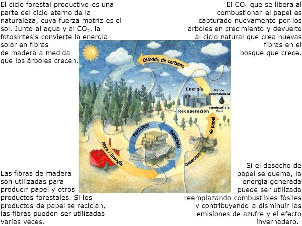 El ciclo forestal productivo es una parte del ciclo eterno de la naturaleza, cuya fuerza motriz es el sol. Junto al agua y al CO2, la fotosíntesis convierte la energía solar en fibras