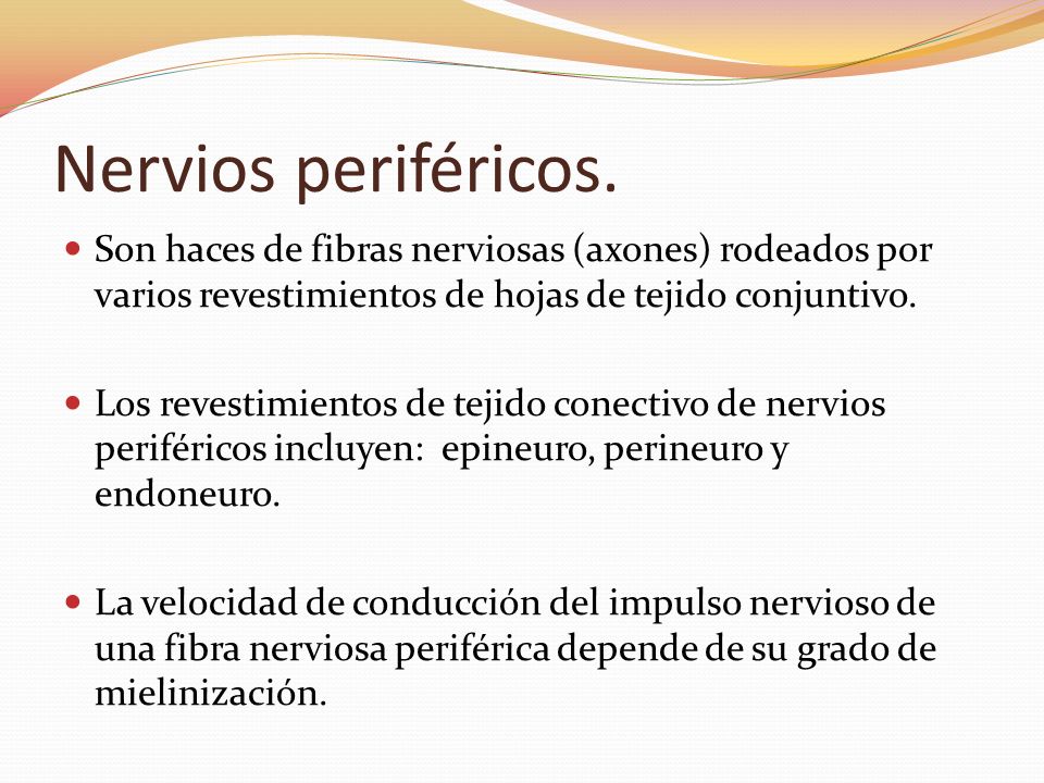 Nervios periféricos. Son haces de fibras nerviosas (axones) rodeados por varios revestimientos de hojas de tejido conjuntivo.