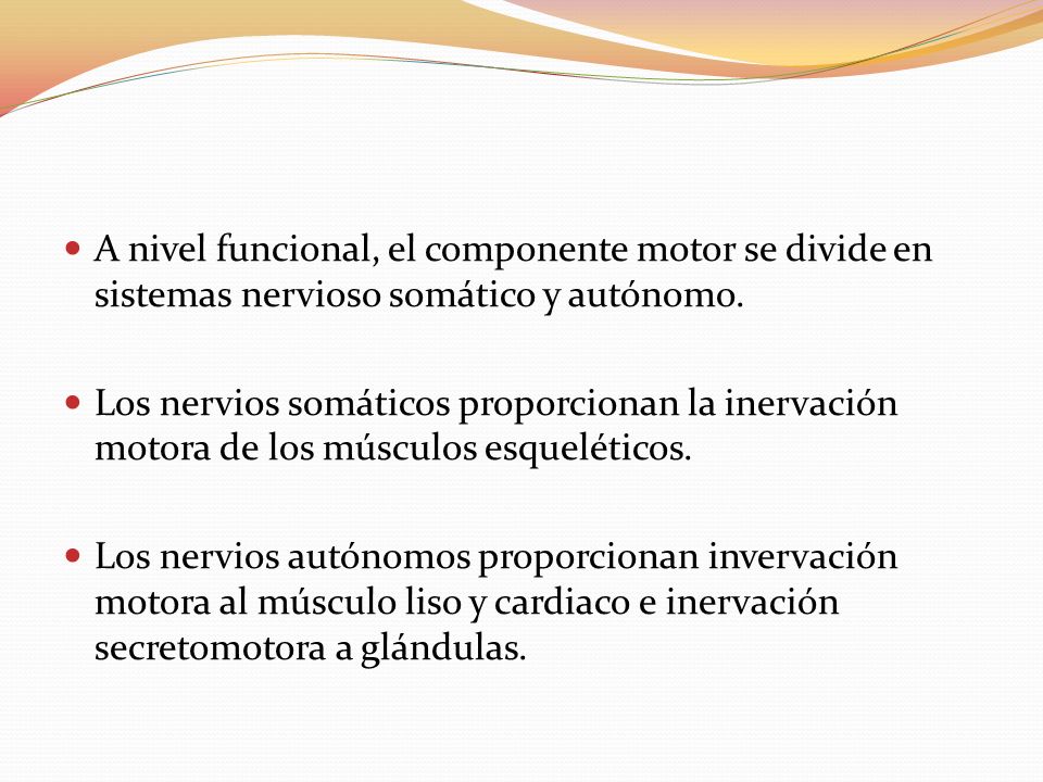 A nivel funcional, el componente motor se divide en sistemas nervioso somático y autónomo.
