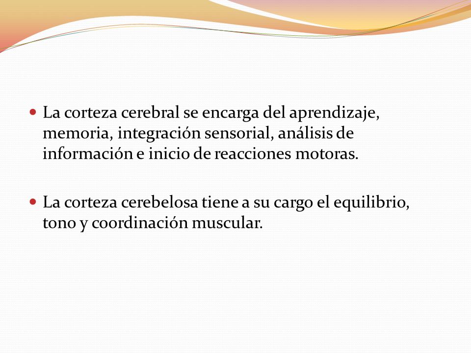La corteza cerebral se encarga del aprendizaje, memoria, integración sensorial, análisis de información e inicio de reacciones motoras.