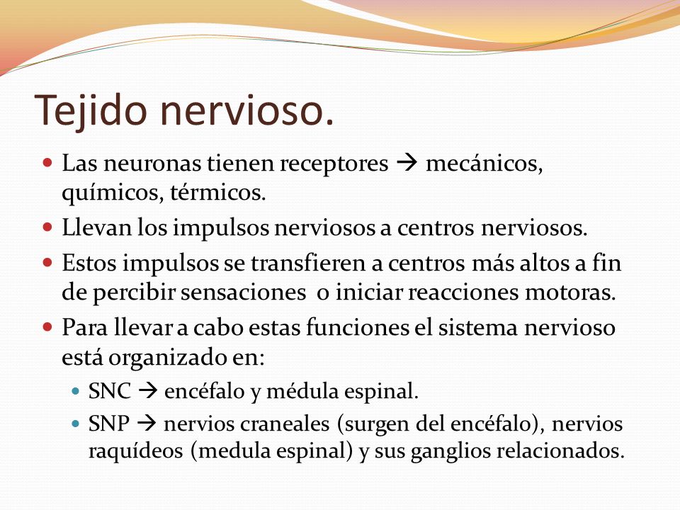 Tejido nervioso. Las neuronas tienen receptores  mecánicos, químicos, térmicos. Llevan los impulsos nerviosos a centros nerviosos.