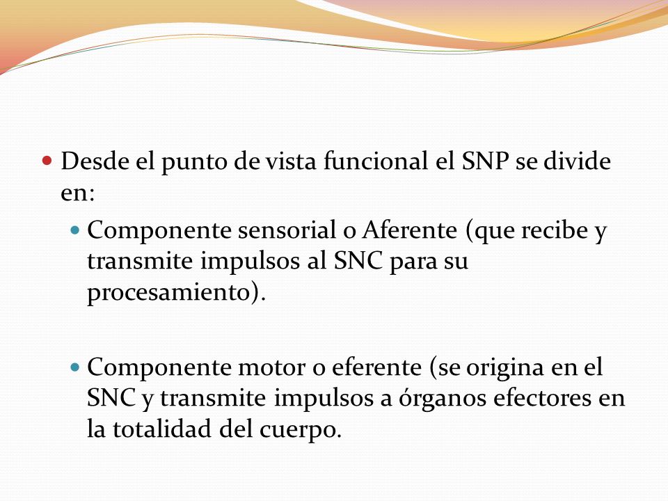 Desde el punto de vista funcional el SNP se divide en: