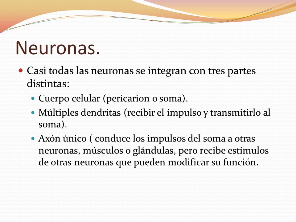 Neuronas. Casi todas las neuronas se integran con tres partes distintas: Cuerpo celular (pericarion o soma).