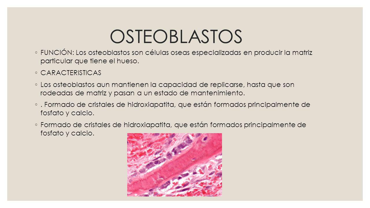 OSTEOBLASTOS FUNCIÓN: Los osteoblastos son células oseas especializadas en producir la matriz particular que tiene el hueso.