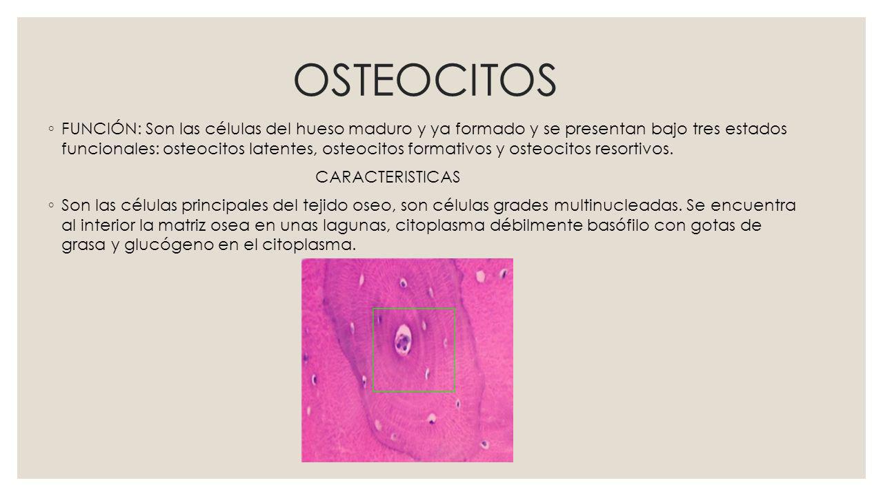 OSTEOCITOS
