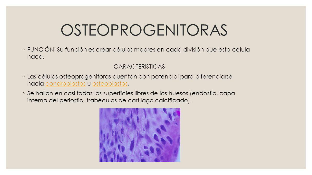OSTEOPROGENITORAS FUNCIÓN: Su función es crear células madres en cada división que esta célula hace.