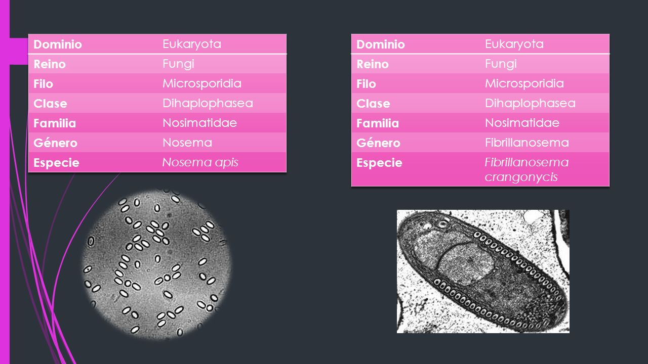 Dominio Eukaryota. Reino. Fungi. Filo. Microsporidia. Clase. Dihaplophasea. Familia. Nosimatidae.