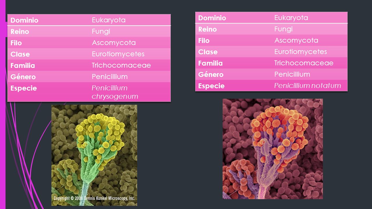 Dominio Eukaryota. Reino. Fungi. Filo. Ascomycota. Clase. Eurotiomycetes. Familia. Trichocomaceae.