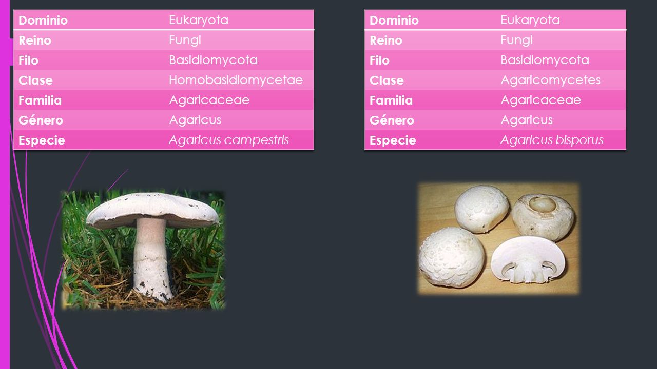 Dominio Eukaryota. Reino. Fungi. Filo. Basidiomycota. Clase. Homobasidiomycetae. Familia. Agaricaceae.
